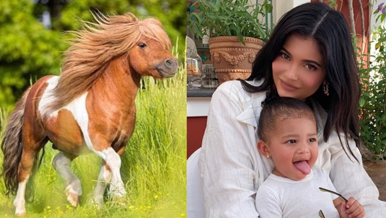 Kylie habría gastado un dineral en el poni de su hija.