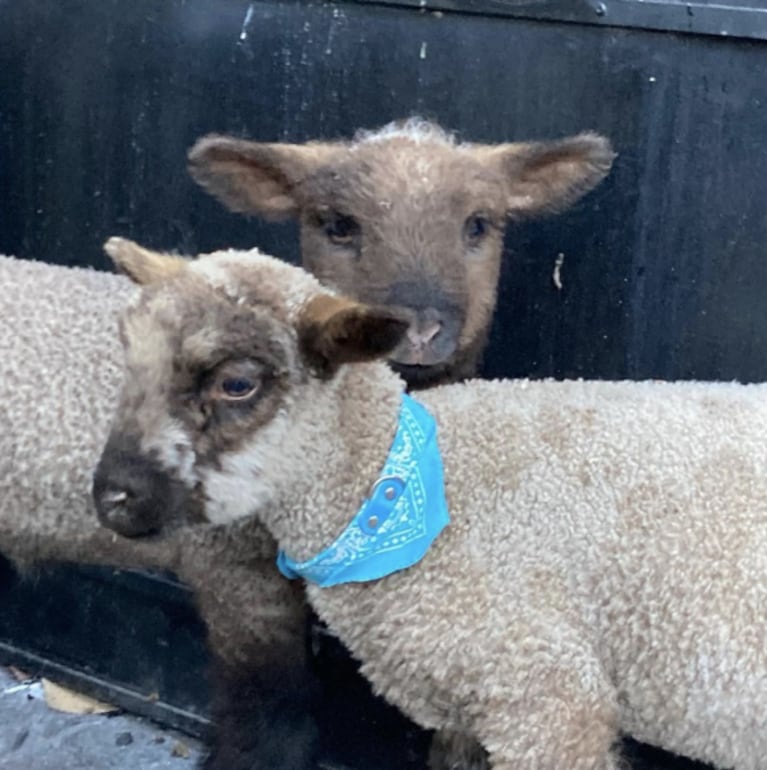 La alegría de Denise Dumas por haber adoptado dos mascotas: "Bienvenidos a nuestra familia, Pablo y Amapola"