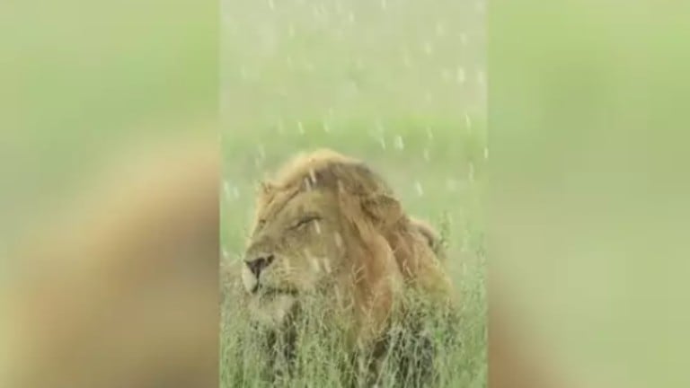 La asombrosa imagen de un león a cámara lenta bajo la lluvia