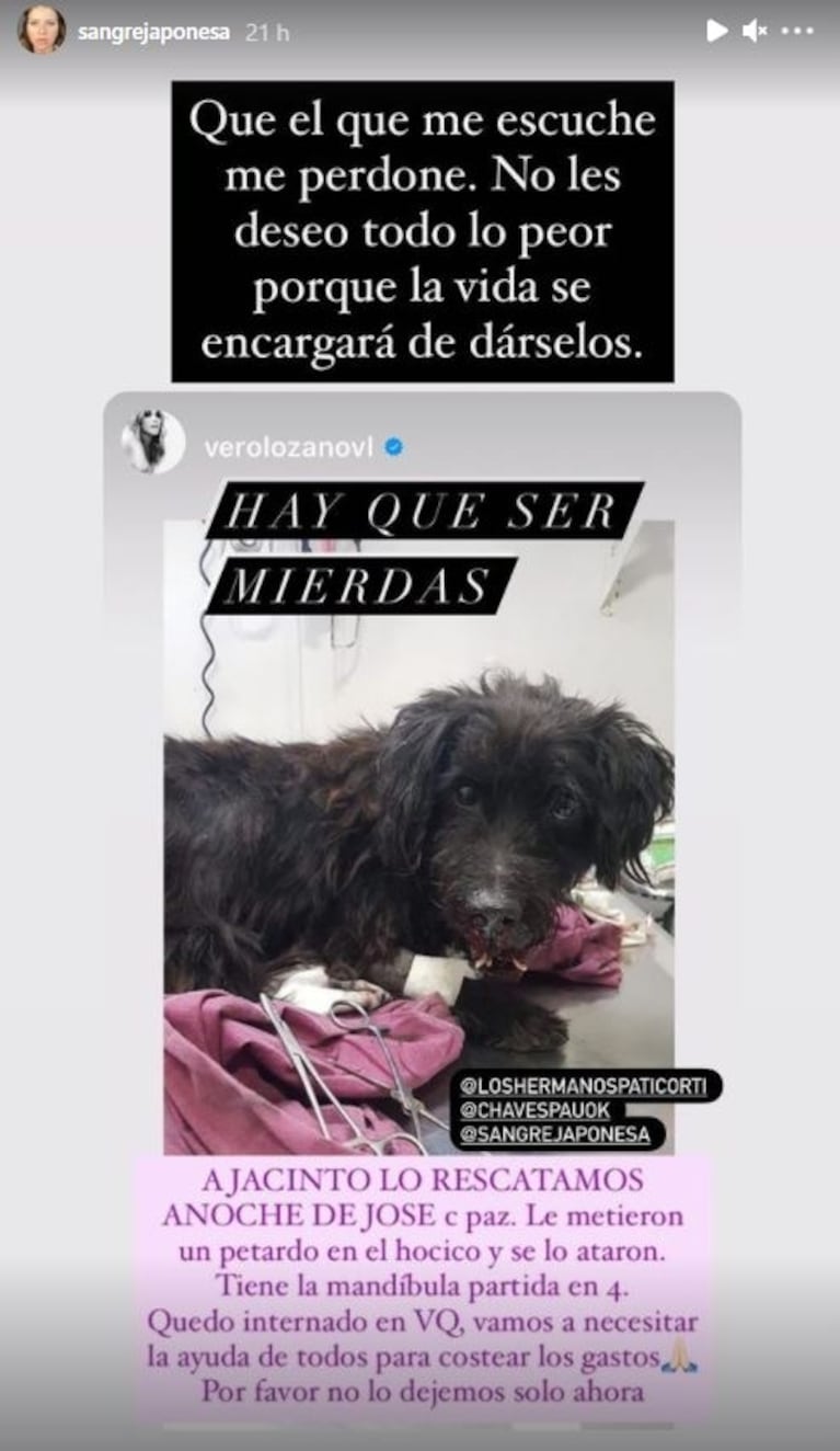 La bronca de Vero Lozano y China Suárez ante el repudiable ataque a un perro en Año Nuevo: "Tiene  la mandíbula partida en cuatro"