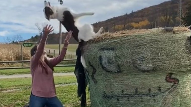 La confianza ciega de este perro en su dueña: mira su salto de fe