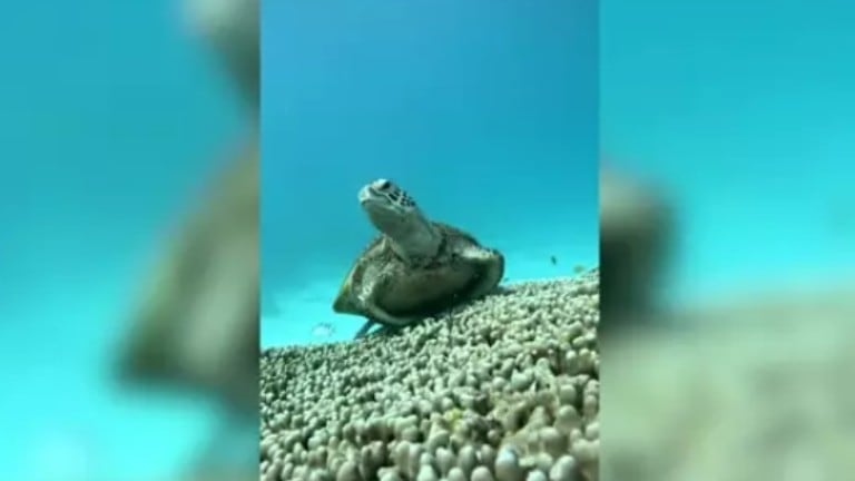 La curiosa imagen de una tortuga bostezando en el fondo del mar