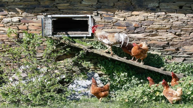   La curiosa razón relacionada con Julio César por la que el gallo es el símbolo de Francia 