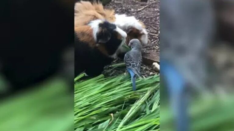 La curiosa relación de una cobaya y un periquito