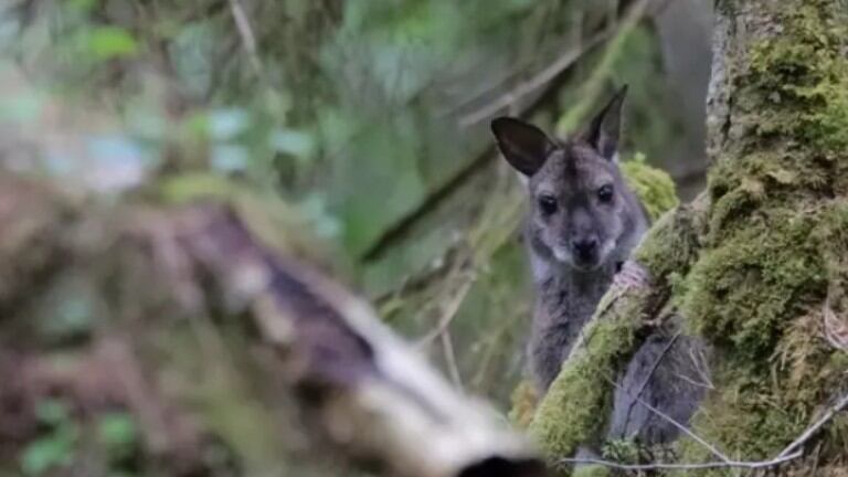 La difícil tarea de captar a los wallabies australianos en el Reino Unido