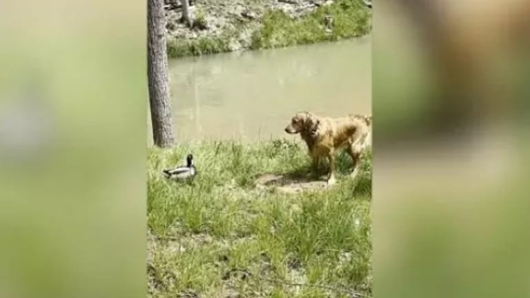 La dueña de este Golden Retriever se quedó atónita cuando descubrió la inesperada enemistad de su perro con un pato