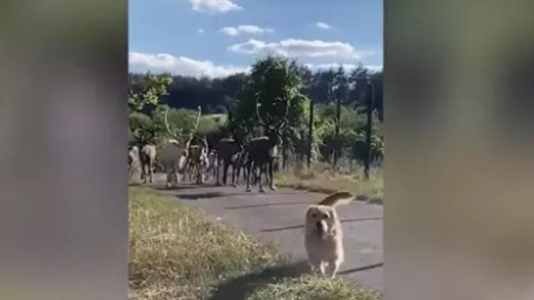 La entrañable relación de este perro y una manada de renos