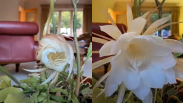 La floración de la Brahma Kamal, un espectáculo que solo sucede una vez al año y que, dicen, trae buena suerte