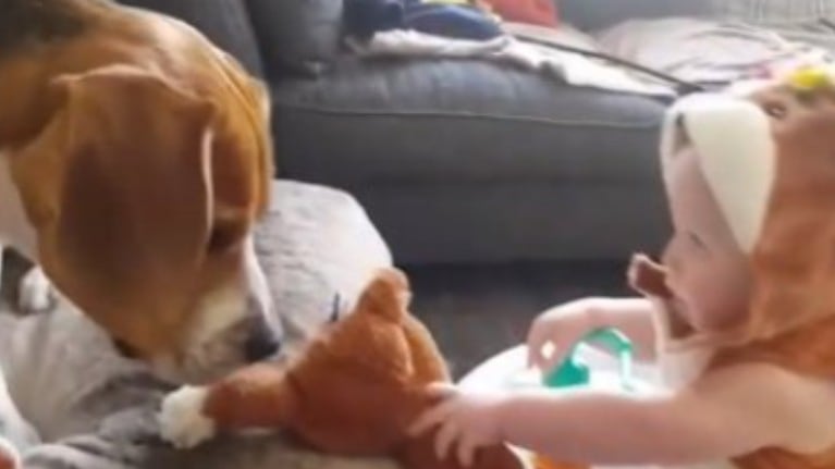 La inquebrantable amistad entre un Beagle y un bebé quedó retratada en un adorable vídeo