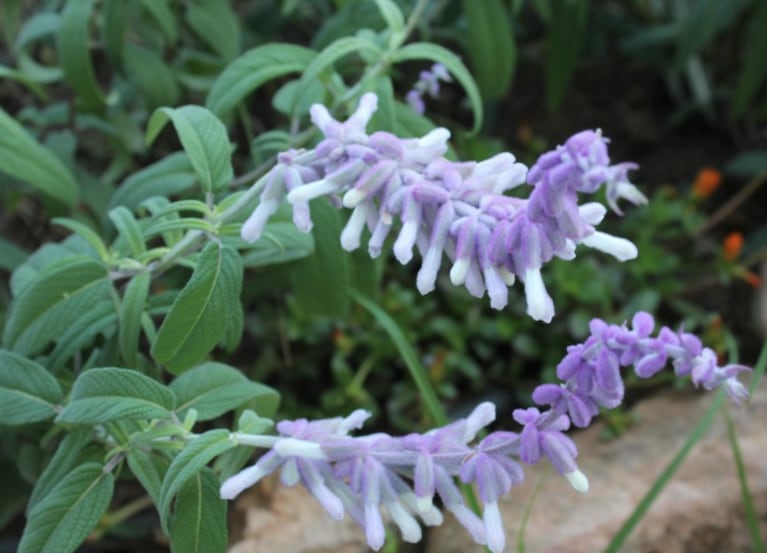 La planta que ama Natalia es de la especie Salvia Leucantha.