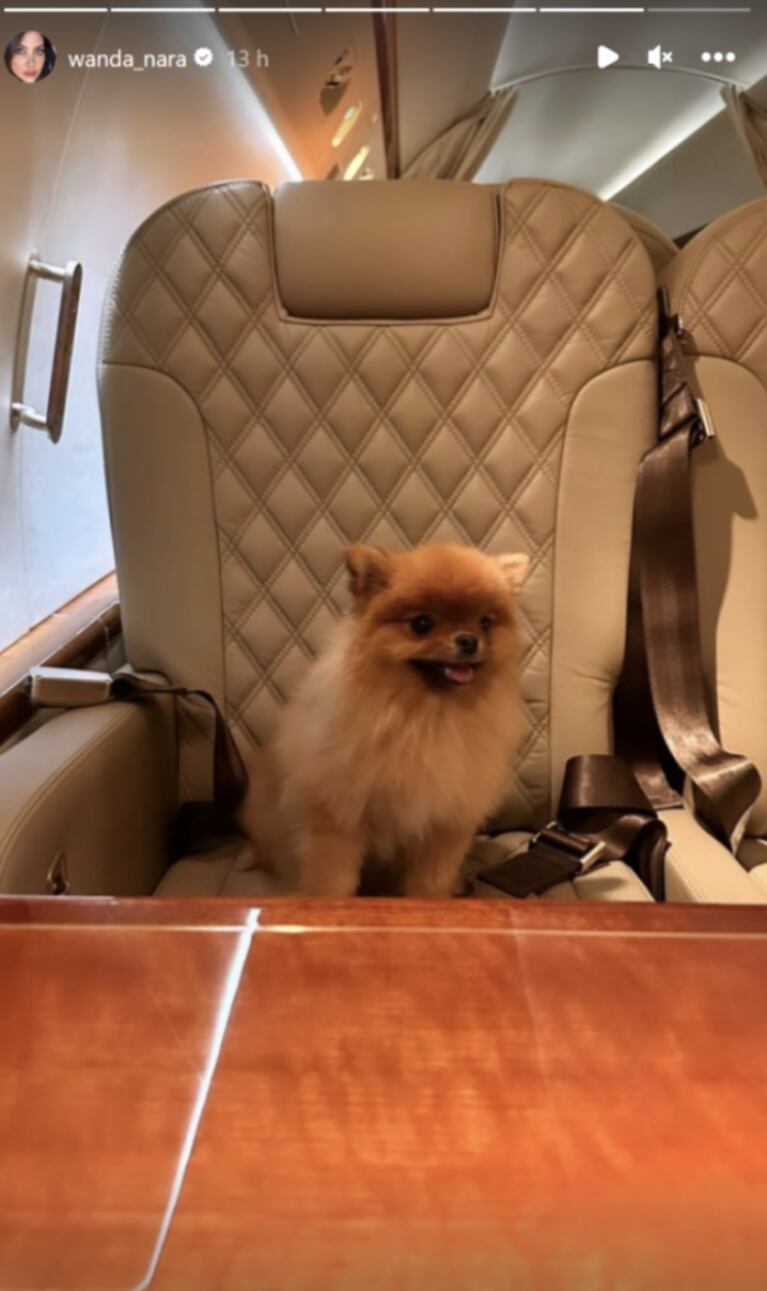 Las hijas de Wanda Nara y Mauro Icardi trasladaron a su mascota en un avión privado: las fotos