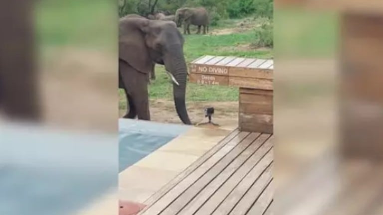 Las impresionantes imágenes de los elefantes africanos acercándose a beber agua...¡a centímetros de ellos!