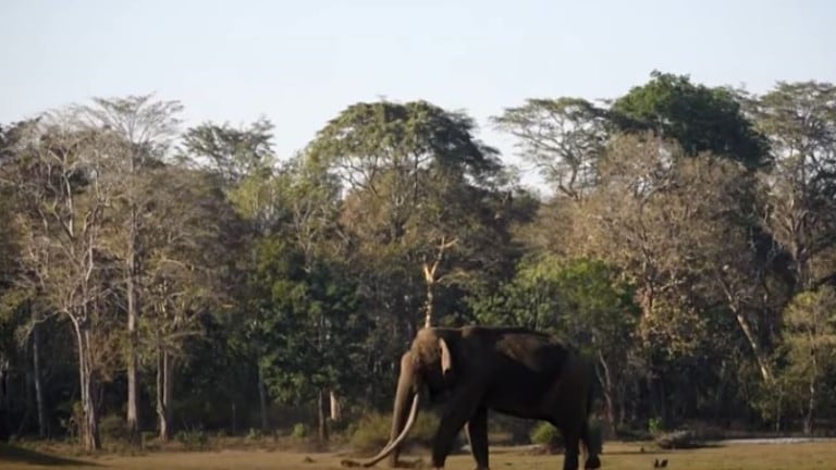 Los colmillos de este elefante asiático miden más de 1,80 metros de longitud