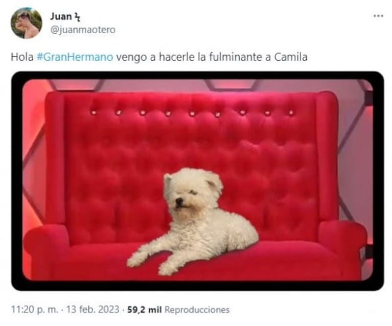 Los mejores memes por el ingreso de los perritos Moro y Caramelo a Gran Hermano 2022