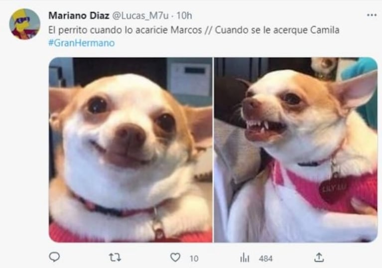 Los mejores memes por el ingreso de los perritos Moro y Caramelo a Gran Hermano 2022