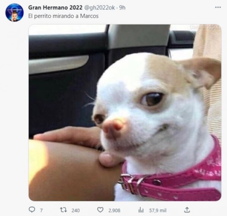 Los mejores memes por el ingreso de los perritos Moro y Caramelo a Gran Hermano 2022