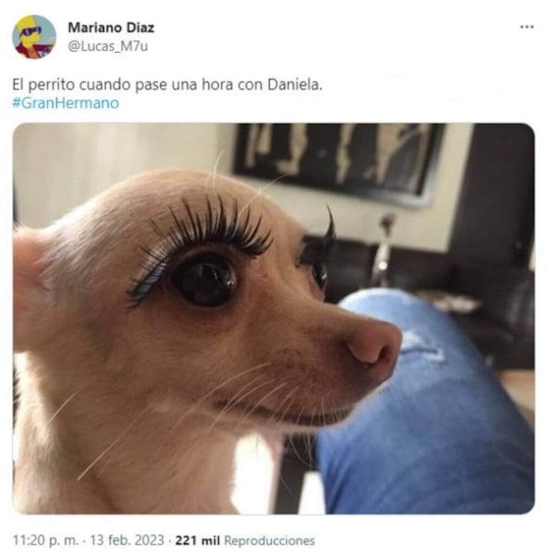 Los mejores memes por el ingreso de los perritos Moro y Caramelo a Gran Hermano 2022