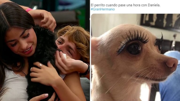 Los mejores memes tras el ingreso de dos perritos a Gran Hermano 2022 (Fotos: Captura y Twitter)