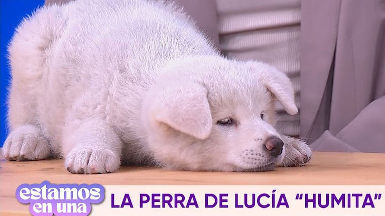 Lucía Maidana presentó en TV a su perrita de 50 días: raza exótica y ocurrente nombre