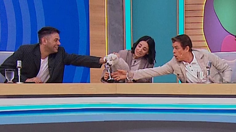 Lucía Maidana presentó en TV a su perrita de 50 días: raza exótica y ocurrente nombre