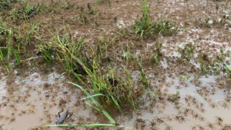 Millones de arañas invaden casas en Australia escapando de las inundaciones