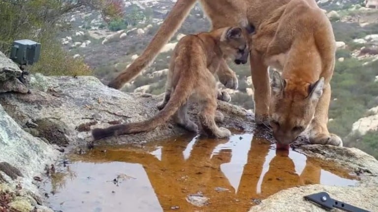 Mira todos los animales que hay en los alrededores del jardín de este fotógrafo