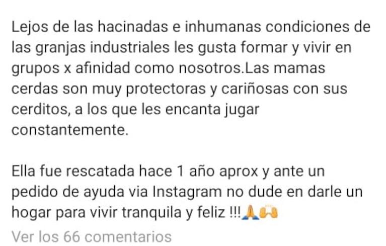 Nicole Neumann presentó a Pepa, la chancha que rescató: "Su inteligencia puede ser comparada con la de niños de 3 años"