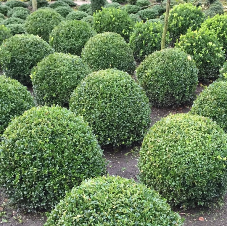 Nicole optó por los mini arbustos Boj (buxus sempervirens).