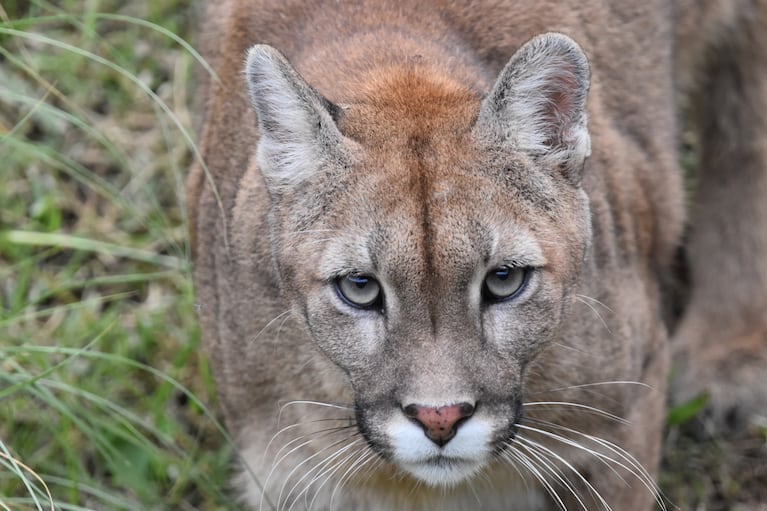 Puma en Temaikèn.