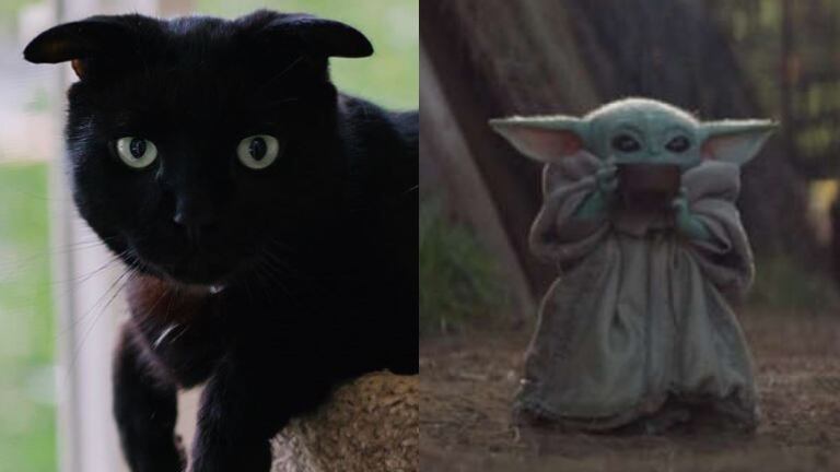 Se hace viral la imagen de un gato que se parece a “Baby Yoda”