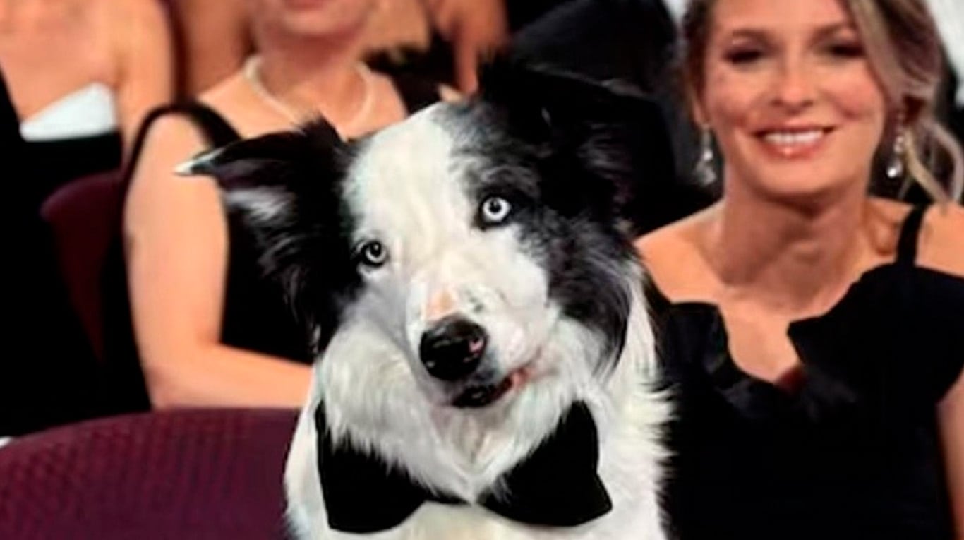 Se supo la verdad detrás de la aparición de Messi, el perro actor, en los premios Oscar 2024.