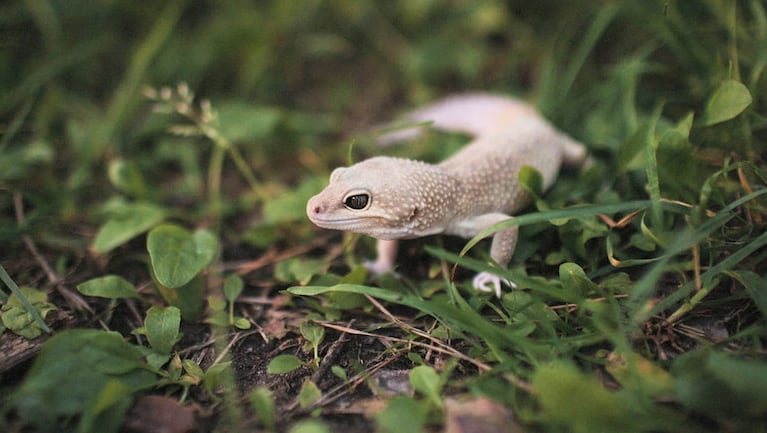 Se supo qué hay que hacer si una lagartija entra en tu casa. Foto: Atlas Animal