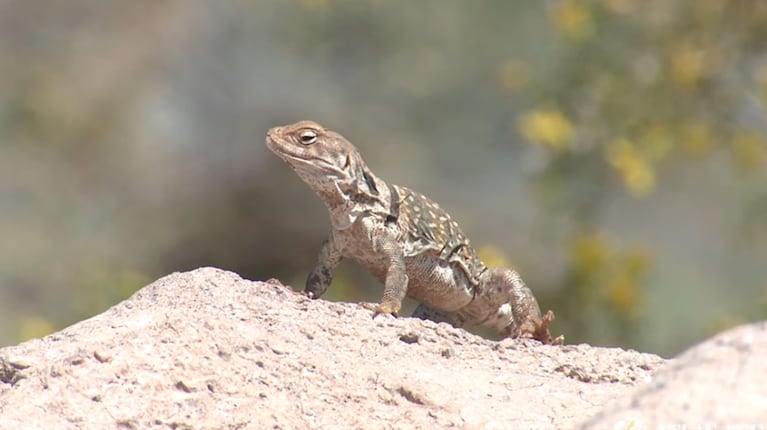 Se supo qué hay que hacer si una lagartija entra en tu casa. Foto: Atlas Animal