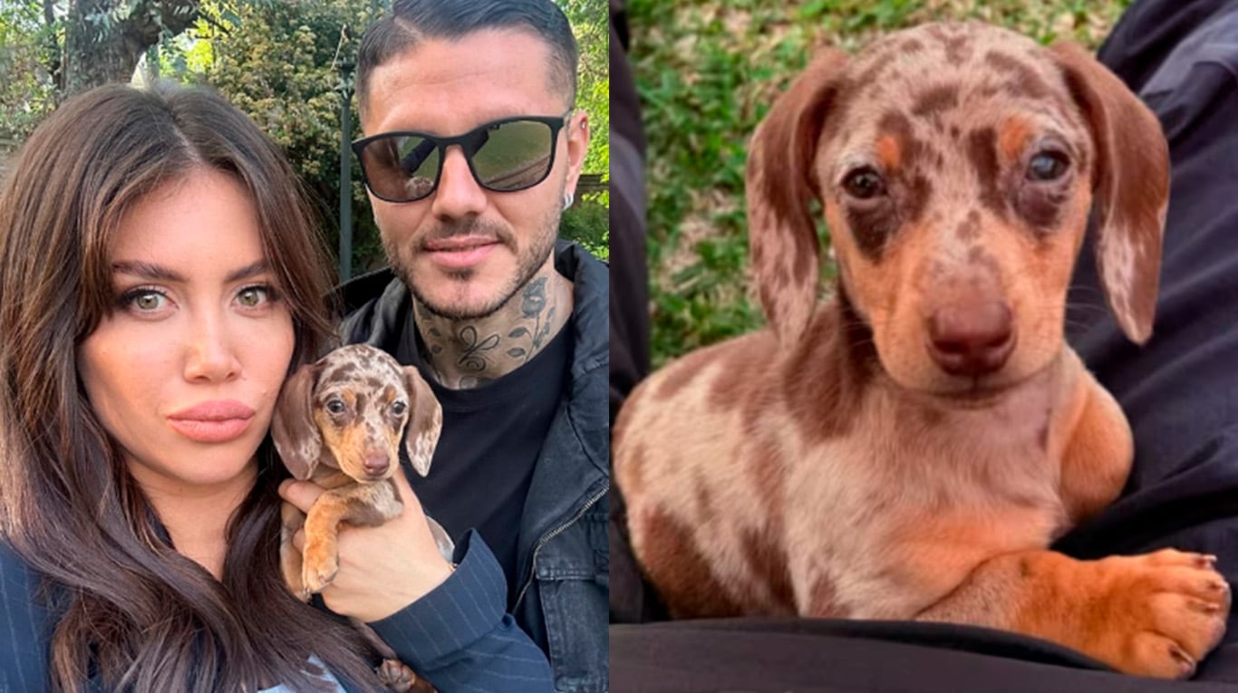 Se supo qué pasó con la perra salchicha que Wanda Nara le reclamaba a Mauro Icardi