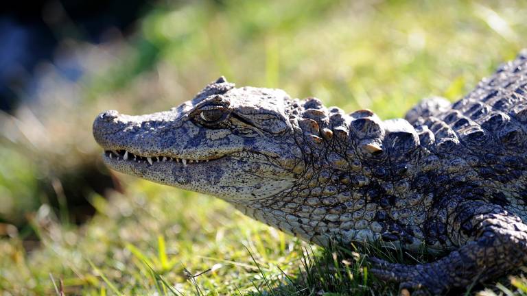 Tremendo: sacaron 260 caimanes de los terrenos de Disney