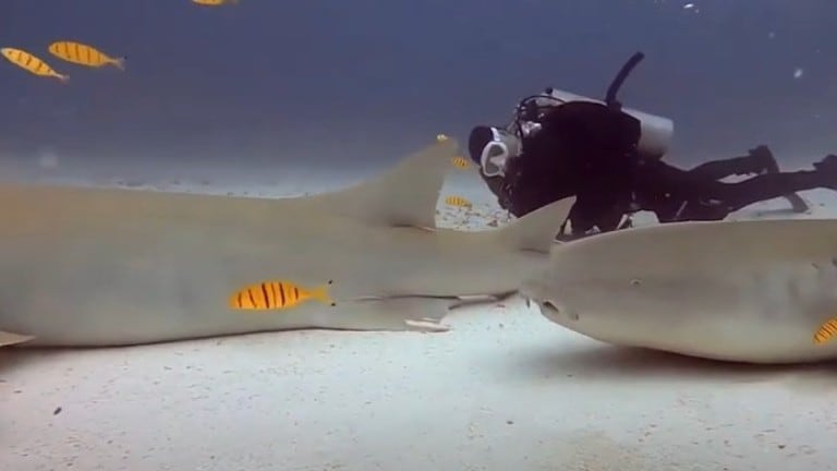 Un buceador durmió junto a dos tiburones nodriza