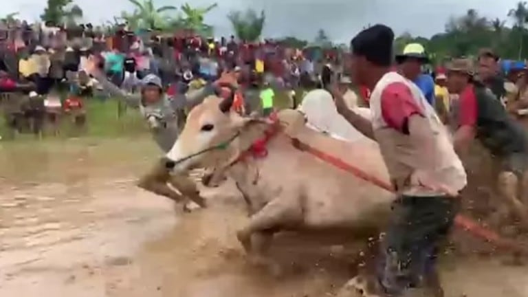 Un fotógrafo capta esta tradicional carrera de vacas de Indonesia