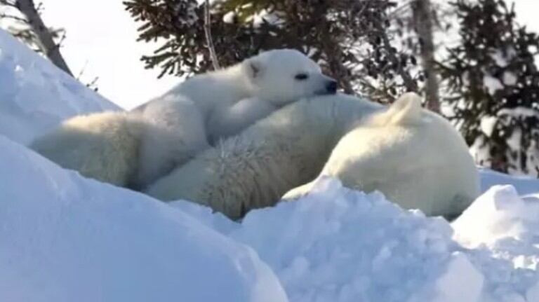 Un fotógrafo captó a una adorable pareja de oseznos polares interactuando juguetonamente con su madre en Canadá