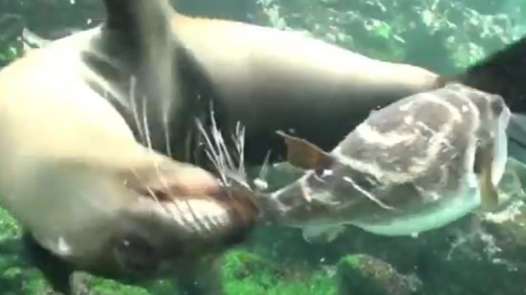 Un fotógrafo grabó la divertida escena en la que un león marino jugaba con un pez globo