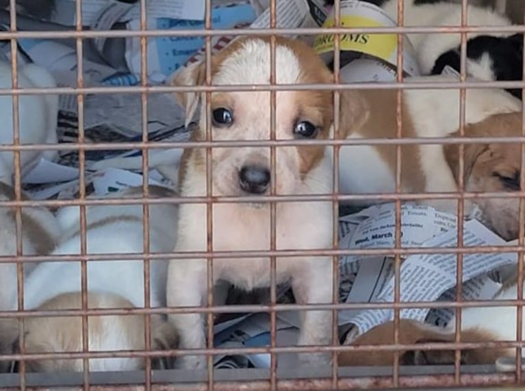 Un grupo de 30 cachorros fue encontrado en una caja de cartón en una ruta rural de Misuri.
