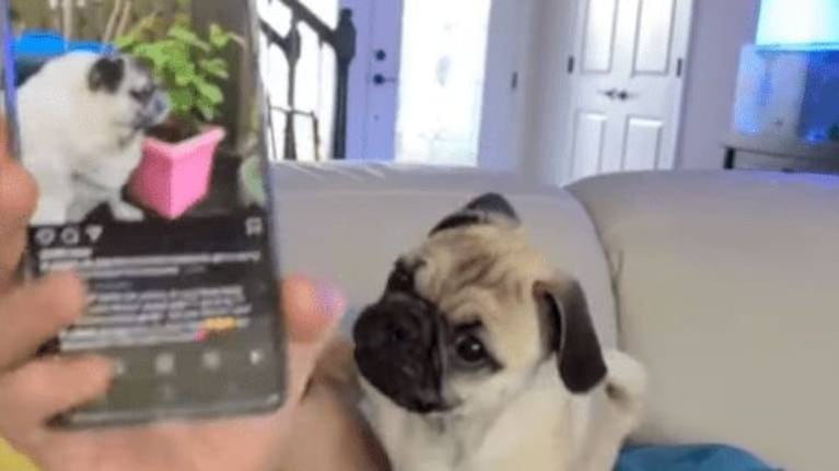 Un perrito pug se pone celoso cuando su dueño mira a otro can