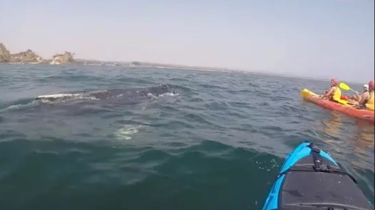 Una ballena sorprendió a un grupo de jóvenes que se encontraba practicando kayak en Australia