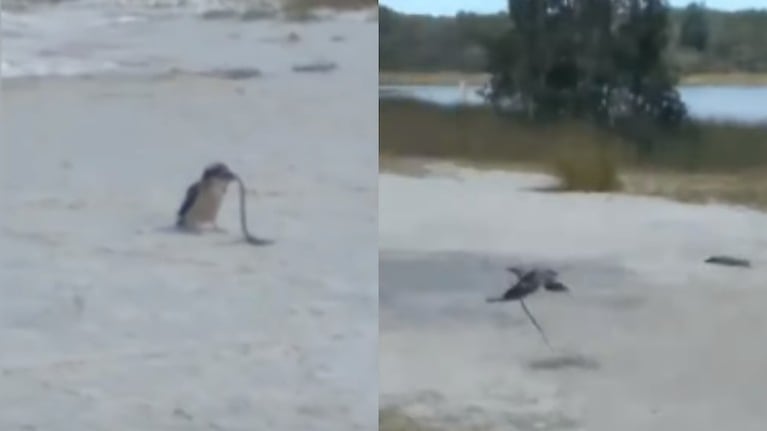 Una cucaburra fue capturada en vídeo atrapando con su pico una pequeña serpiente