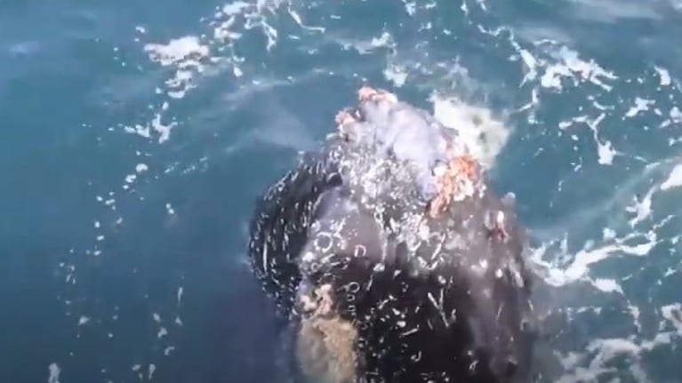 Una fotógrafa marina ha compartido estas increíbles imágenes de un grupo de ballenas jorobadas cerca de un barco