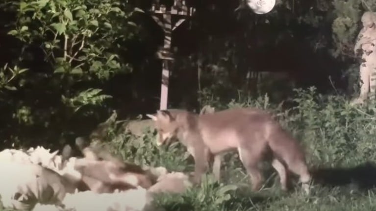 Una mujer ha grabado unas adorables imágenes de dos zorros juguetones disfrutando de una pelea de almohadas en su jardín