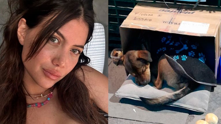 Wanda Nara se sumó a la campaña para encontrarle hogar a un cachorro abandonado.